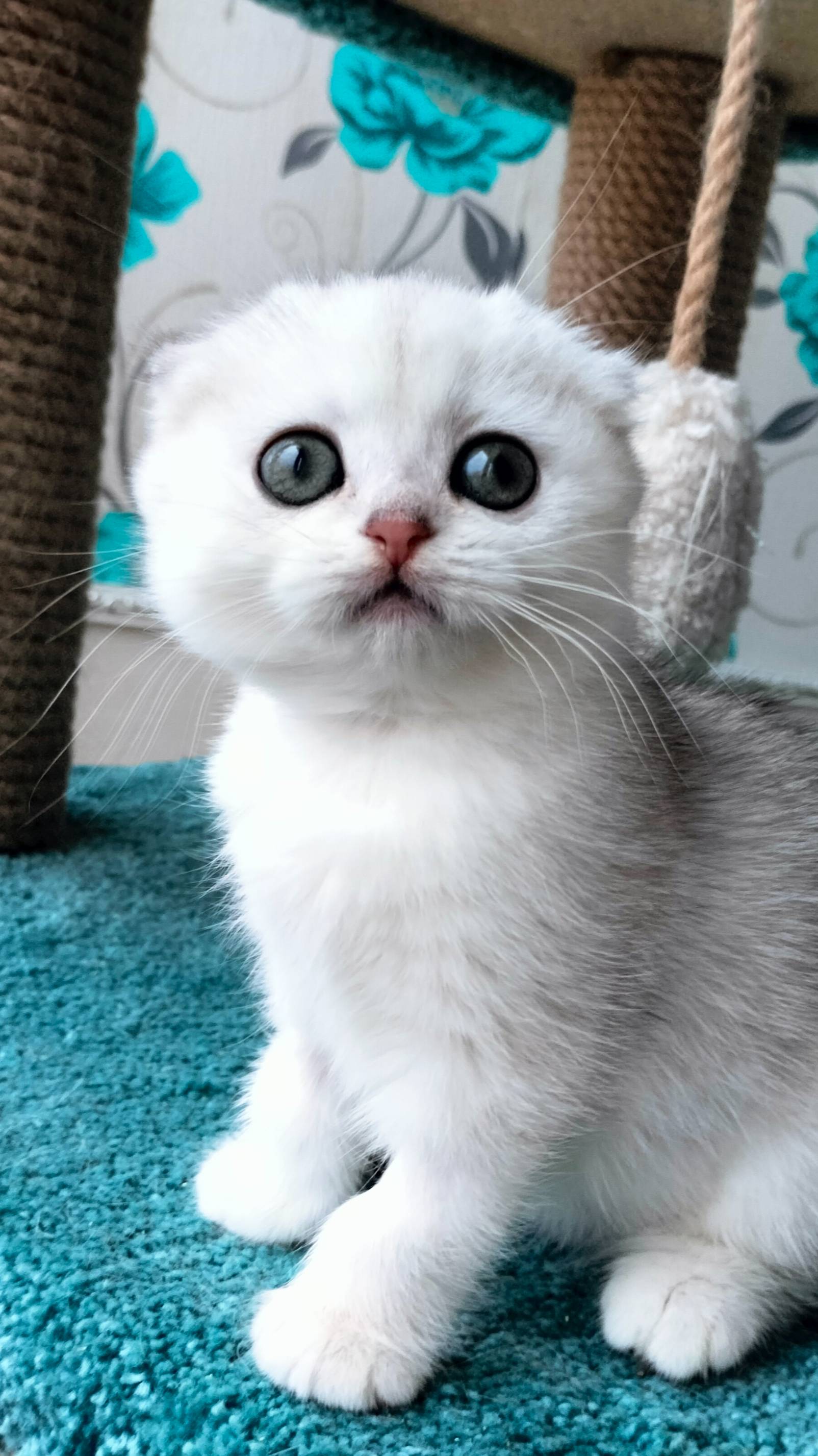 Кошечка серебристая шиншилла