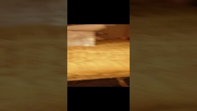 VID_20241217_171937.mp4