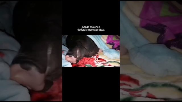 Новый год, Мем
