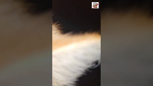 Рыжуля пришёл пожелать Спокойной ночи 🌜❤️😽