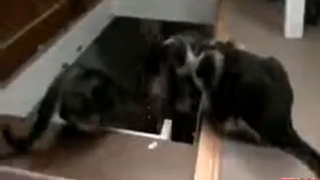 грязный кот.mp4