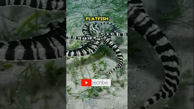 Mimic Octopus | Nature's Impostor
