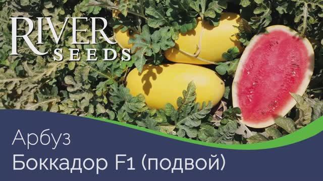 Арбуз БоккадорF1 от компании River Seeds