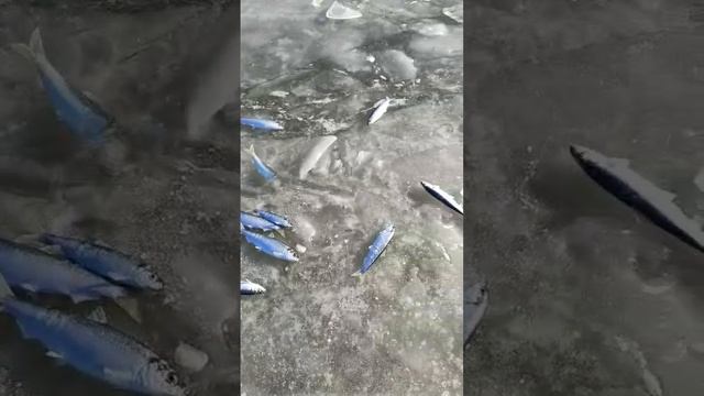 17.12.2024 год Первый, выход на лёд. Рыбалка Владивосток