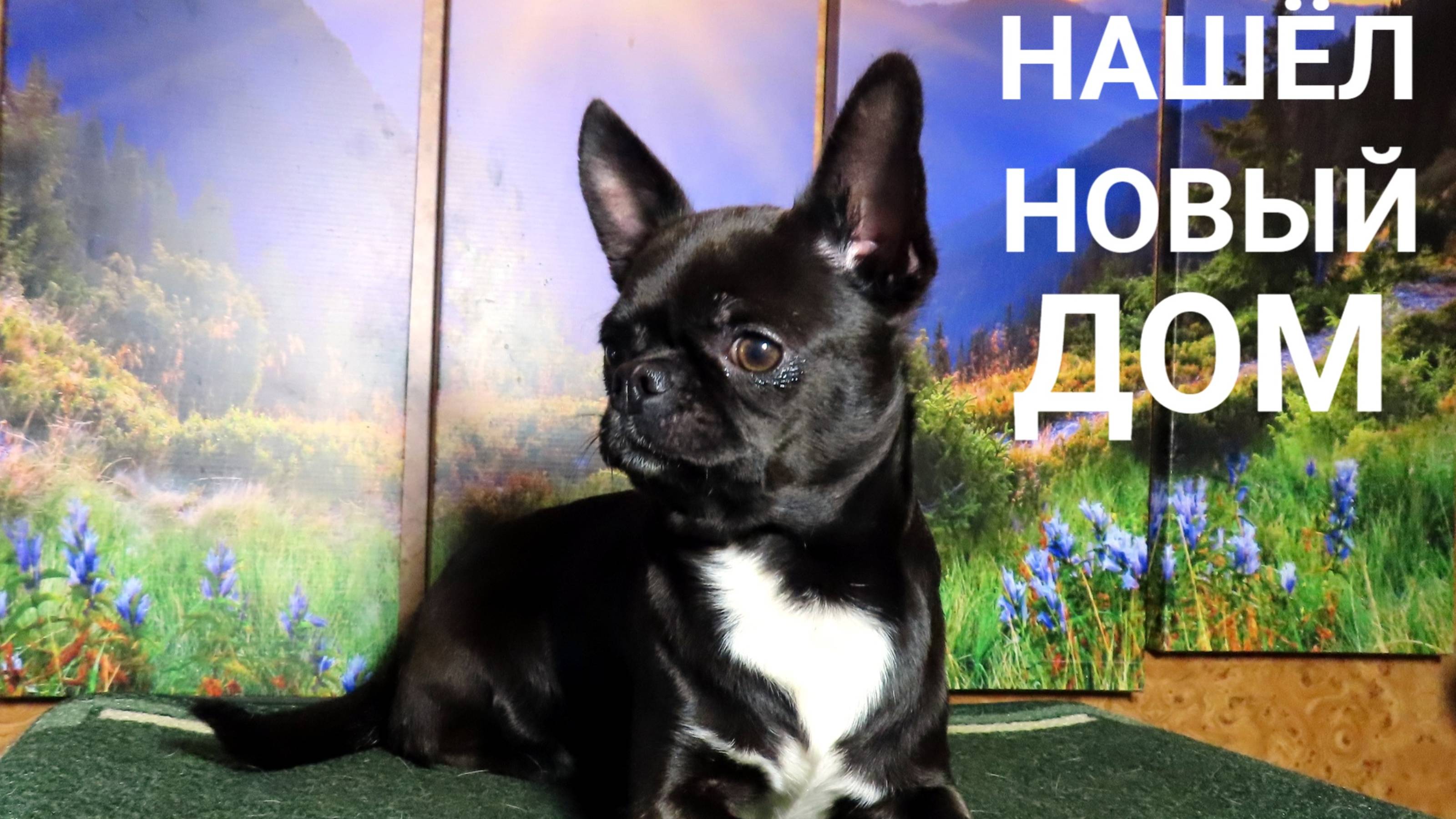 ПОЗДРАВЛЯЕМ Захарий нашёл НОВЫЙ дом ! 16.12.24 Ютуб не работает - ссылки на наш Рутуб, ЯндексДзен