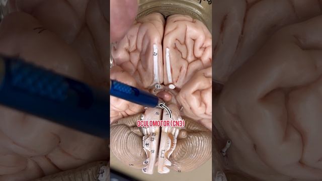 How to identify the cranial nerves part1! #clinicalanatomy #medical #medstudent