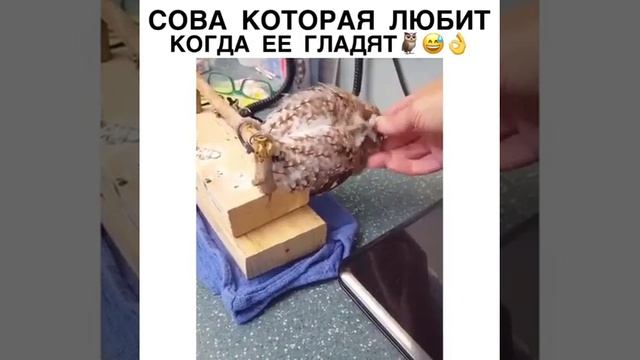 Приколисты