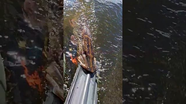 Злая как собака!😬