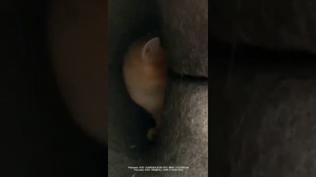 Лежанка туннель для кошек и собак