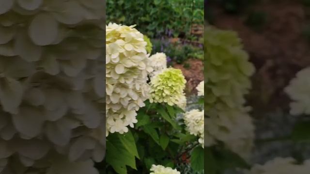 Гортензия метельчатая Лайм Лайт