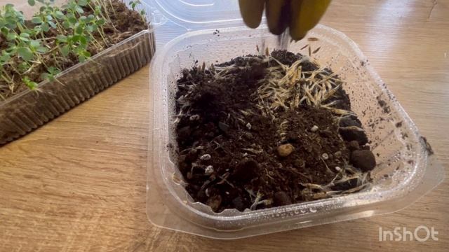 Как прорастить катальпу из семян