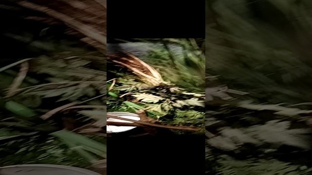 VID_20241214_150537.mp4