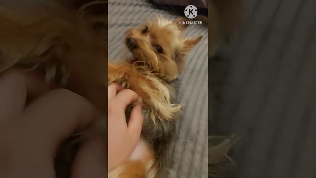 Вот кто в доме хозяин/Самый счастливый пёсик/Мысли в слух/А ведь что-то в этом есть!!!