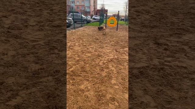 Сьюзи с игрушкой