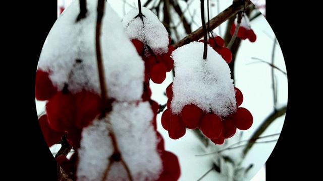 17-12-2024 " Утренняя ягодная прогулка"