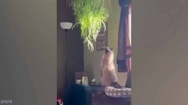 Смешные_коты_2023_лучшее