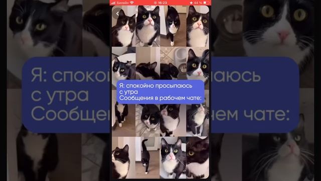 МЯУ