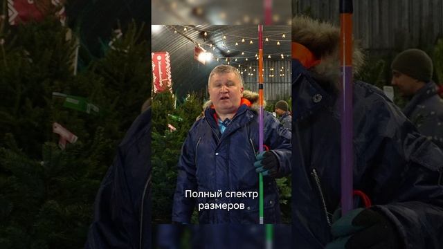 Каталог ёлок 2024 сезона от ЖиваяЁлка.рф