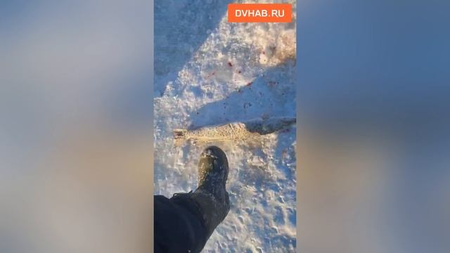 На поиски гигантской щуки ринулись хабаровчане в Елабугу