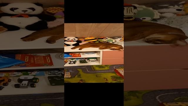 Котики .mp4
