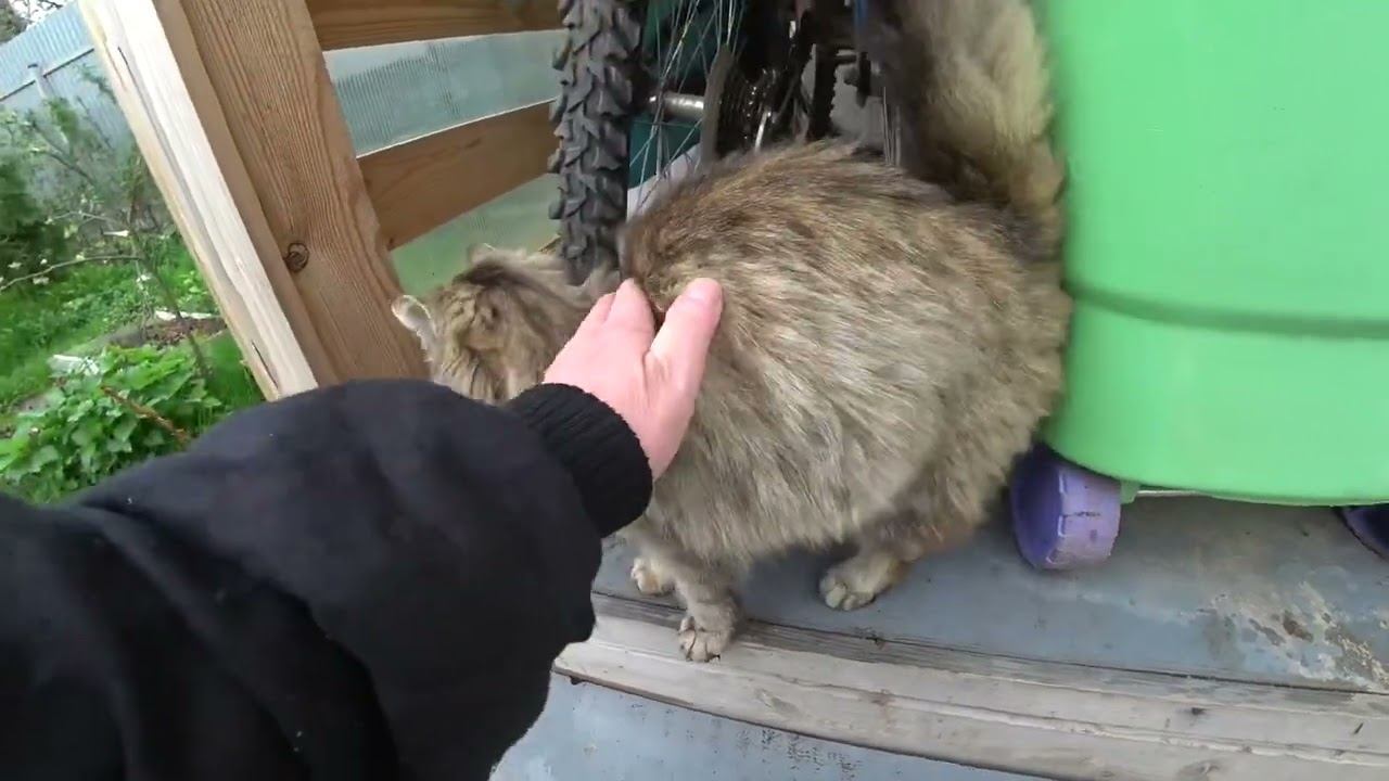 Дикая кошка дала погладить себя / Крючки в парнике / Это есть нельзя 13 мая 2021г.