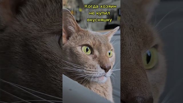 Котики не всегда добрые #питомцы