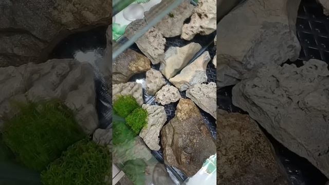 Домашний фрорариум!