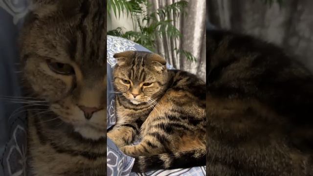 ЧЕССИ. СПЛЮ, ГДЕ ХОЧУ И КАК ХОЧУ