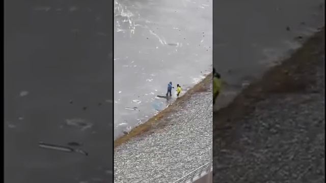 Дети уже во всю гуляют по тонкому льду на Свияге #Ульяновск #НовостиУльяновска