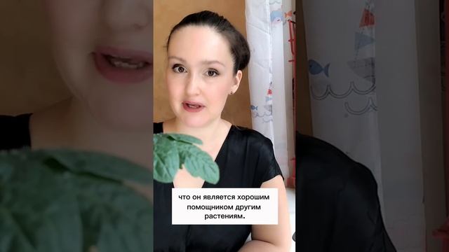 🌿💪 Борщевик: неубиваемый защитник твоего сада! 🌱🔥