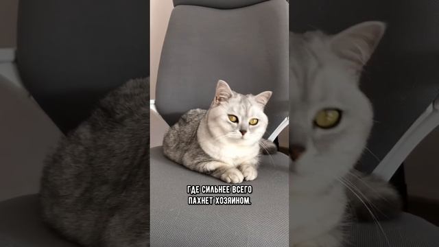 Никогда не поступай так, если не хочешь испортить отношения со своей кошкой