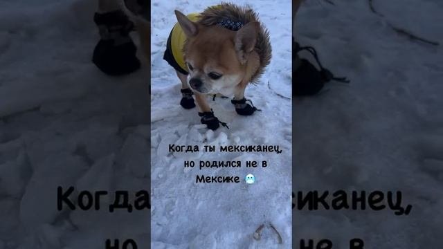 Когда ты мексиканец, но родился не в Мексике