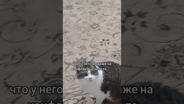Борис ищет дом