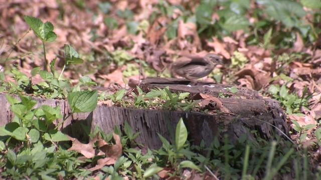 TERMITES FOR LUNCH (Lincoln Sparrow  and Gray Catbird)