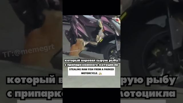 Котик ни в чем не виноват