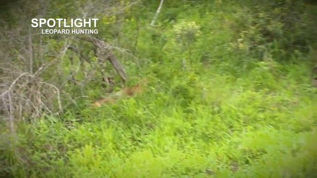 Leopard hunts and kills an impala