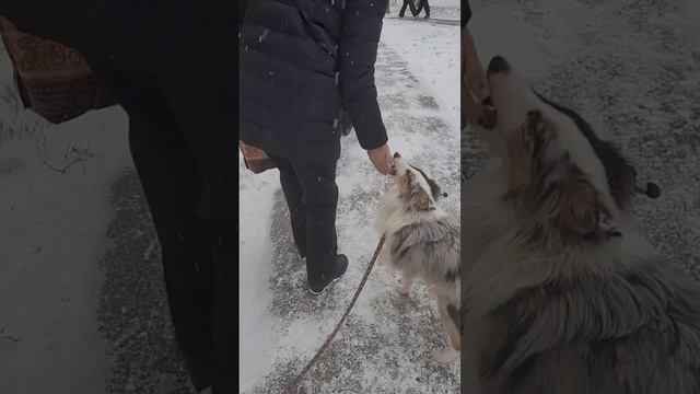 Шелти и снег