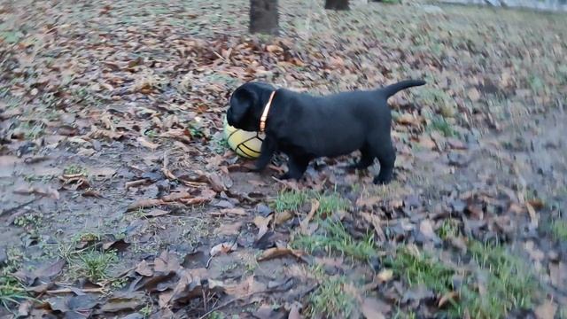 VID_20241217_080613