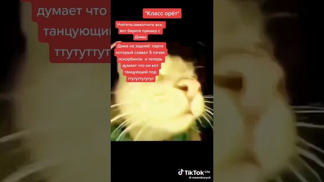 Туса кота