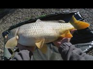 РЫБАЛКА НА КАРПА, В СЕРЕДИНЕ ОСЕНИ 2019, НА ФЛЭТ ФИДЕР, Flat Feeder