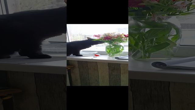 df87c415-8072-4c83-86ab-4a33cba2390d-1_all_5100.mp4