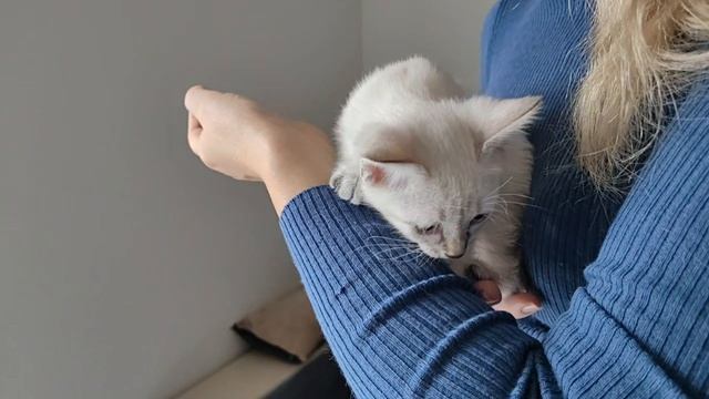 Знакомство с котятами. Королева Мира Сапфир Меколь