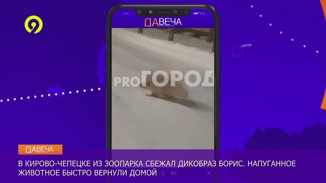 Давеча | 17.12.2024 | Дикообраз в Чепецке