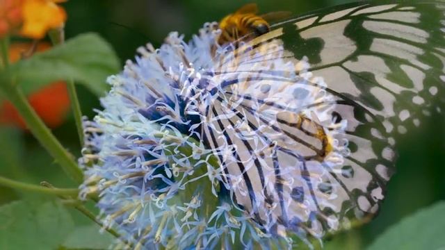 Breathtaking Colors of Nature in 4K IV  Stunning Flowers - Sleep Relax Music 4K UHD TV Screensaver