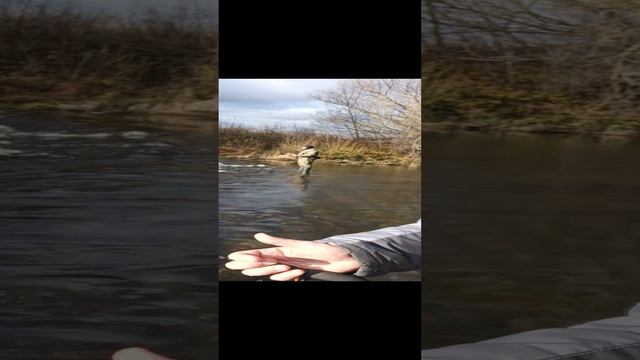 Ловлю рыбу на перекате