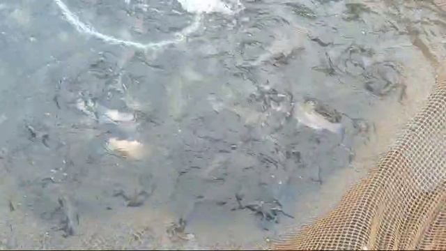 WhatsApp Video 2024-12-17 at 13.32.43