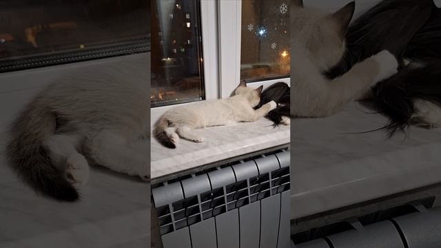 Котик Степан 4 месяца
