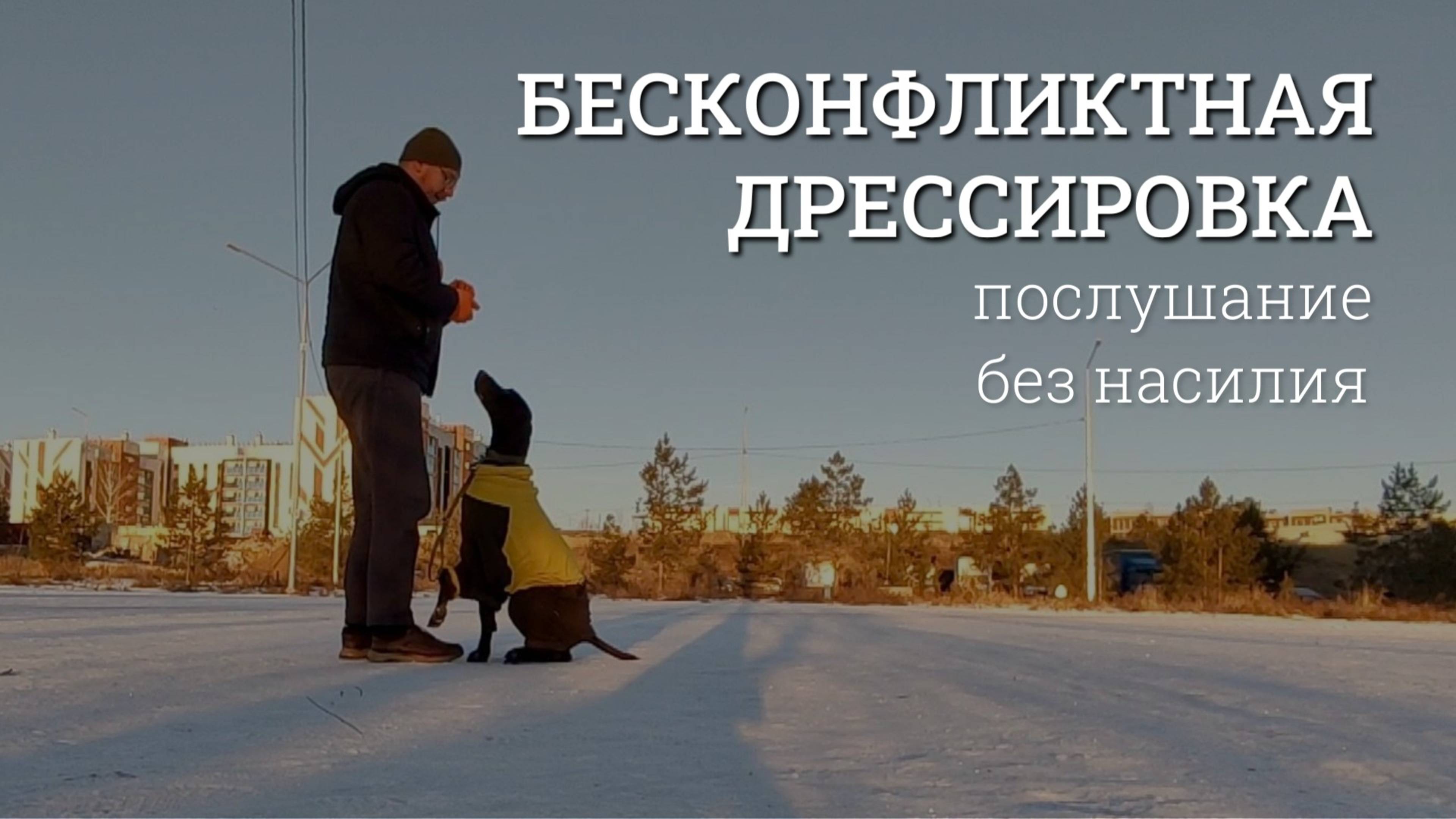 Собака захочет вас слушаться. Бесконфликтная дрессировка