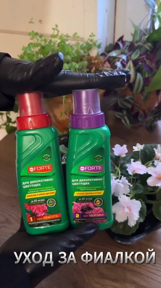 Фиалка: шпаргалка по уходу за фиалкой в домашних условиях #фиалка #shorts