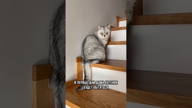 Что делать, если вы подобрали котенка на улице